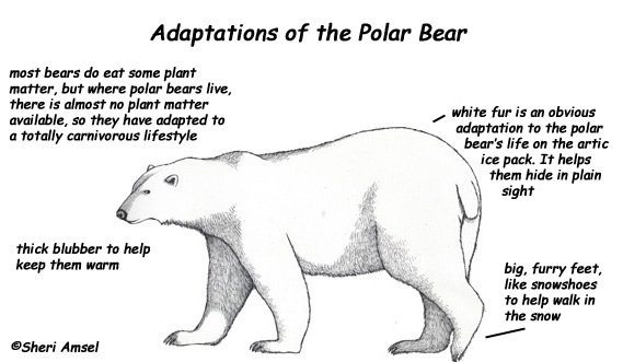 the polar bear and adaptations The polar bear (ursus maritimus) is the world's largest landcarnivore and also the largest bear the polar bear has many bodycharacteristics adapted. the polar bear and adaptations The polar bear (ursus maritimus) is the world's largest landcarnivore and also the largest bear the polar bear has many bodycharacteristics adapted.